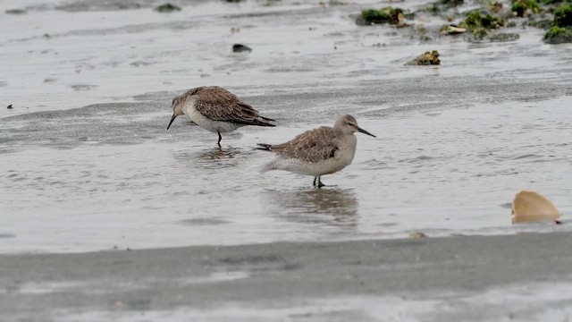 Piovanello maggiore - ML647690791