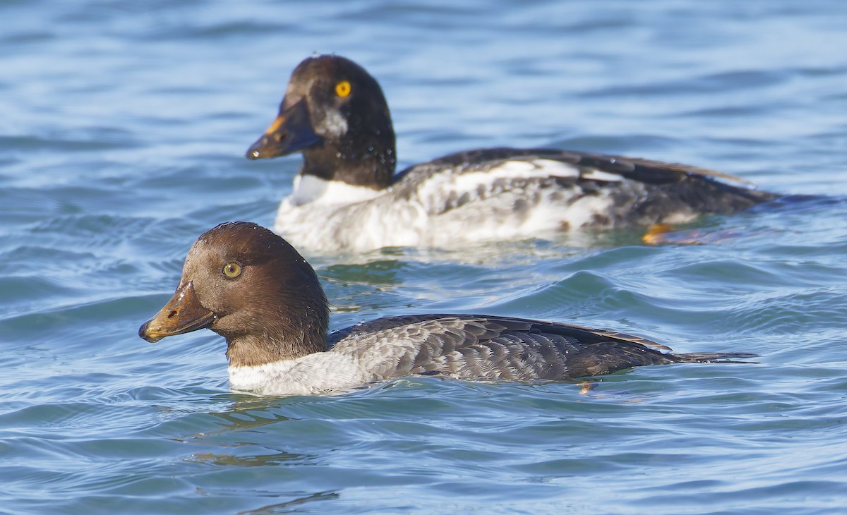 Исландский гоголь - ML647690795