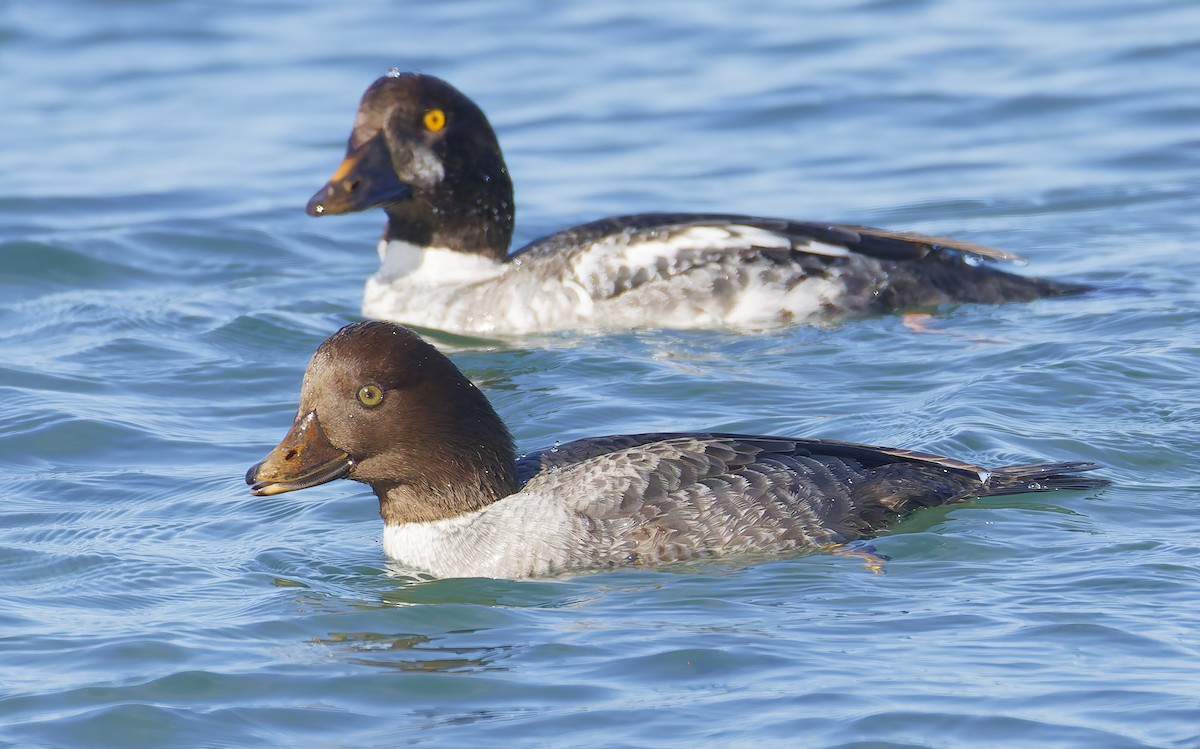 Исландский гоголь - ML647690796