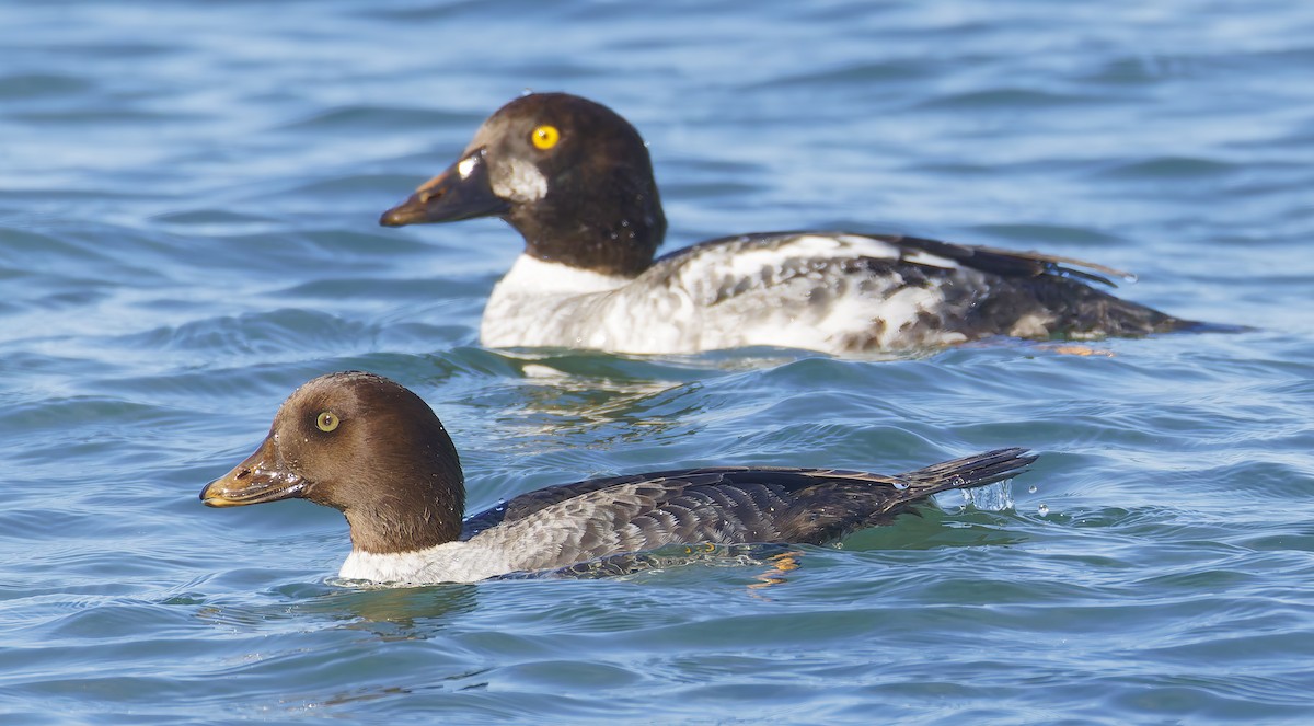 Исландский гоголь - ML647690797