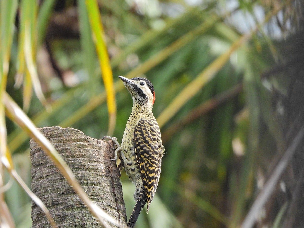 Черноусый дятел - ML647690804