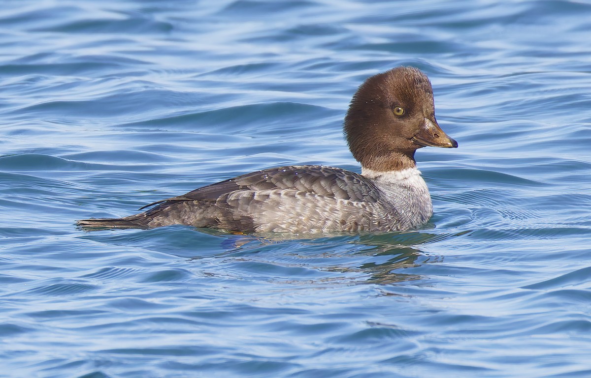 Исландский гоголь - ML647690806