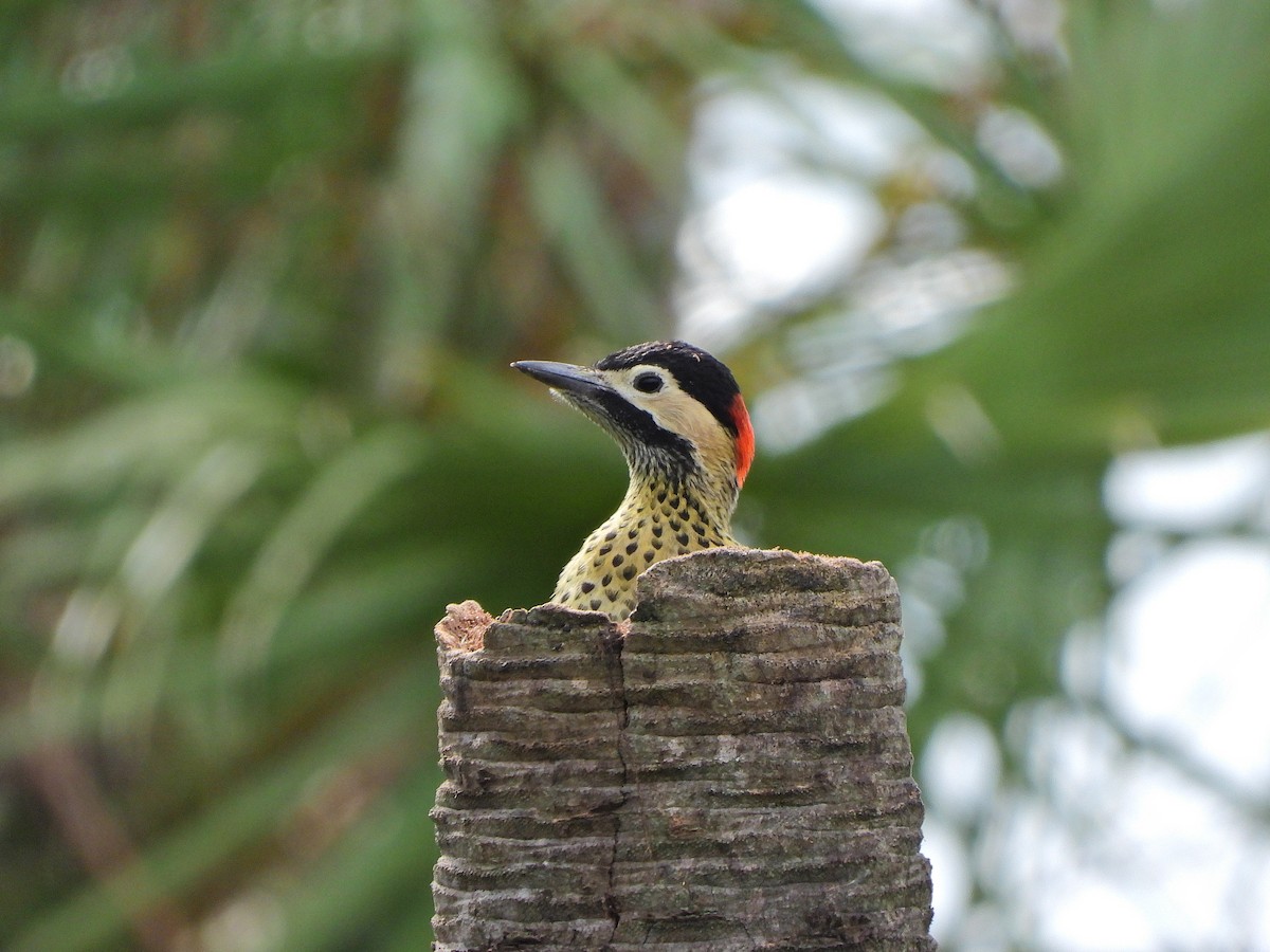 Черноусый дятел - ML647690810