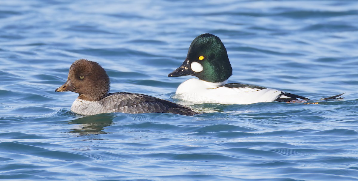 Исландский гоголь - ML647690825