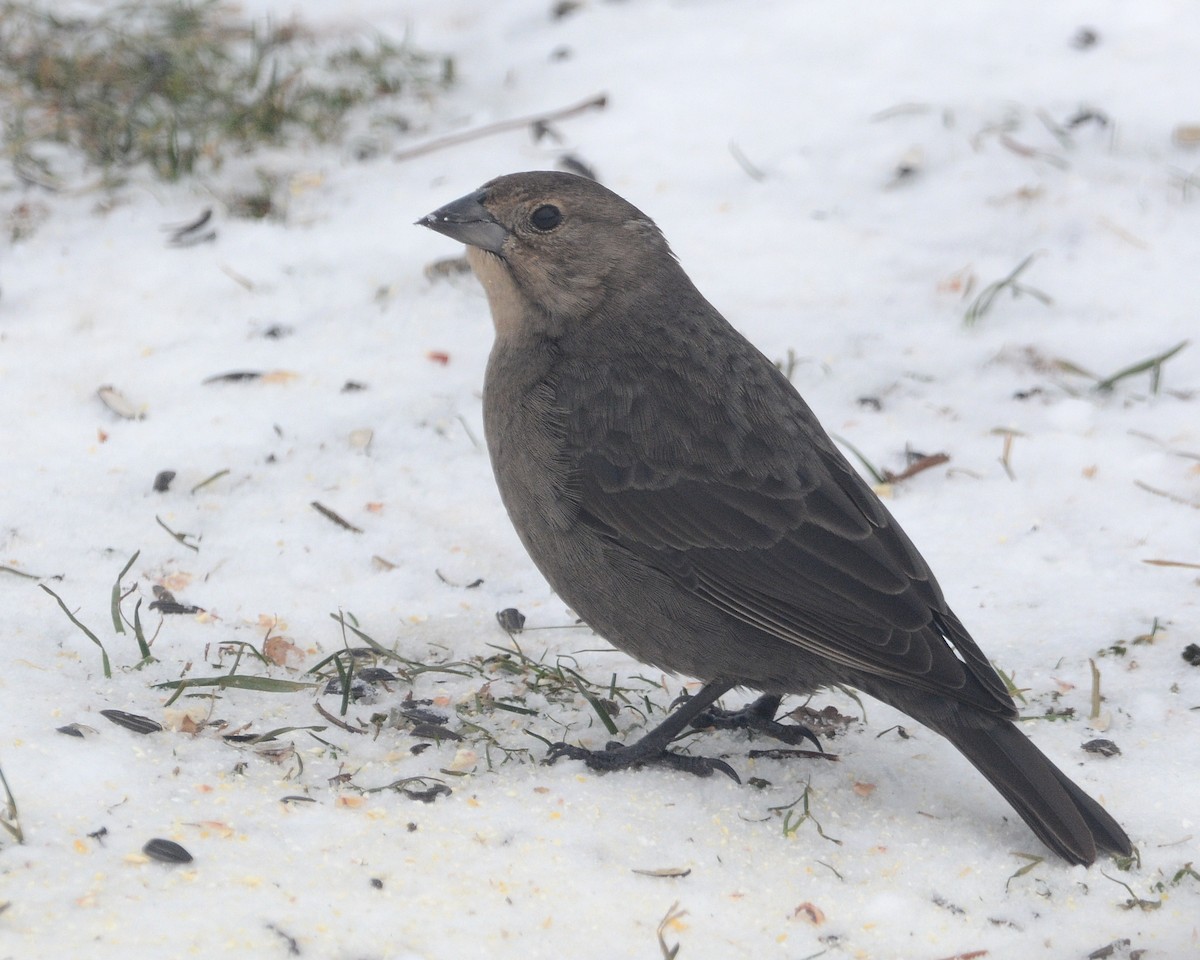 Brown-headed Cowbird - ML647690832
