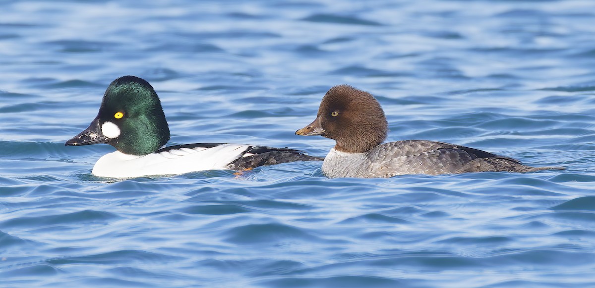 Исландский гоголь - ML647690834