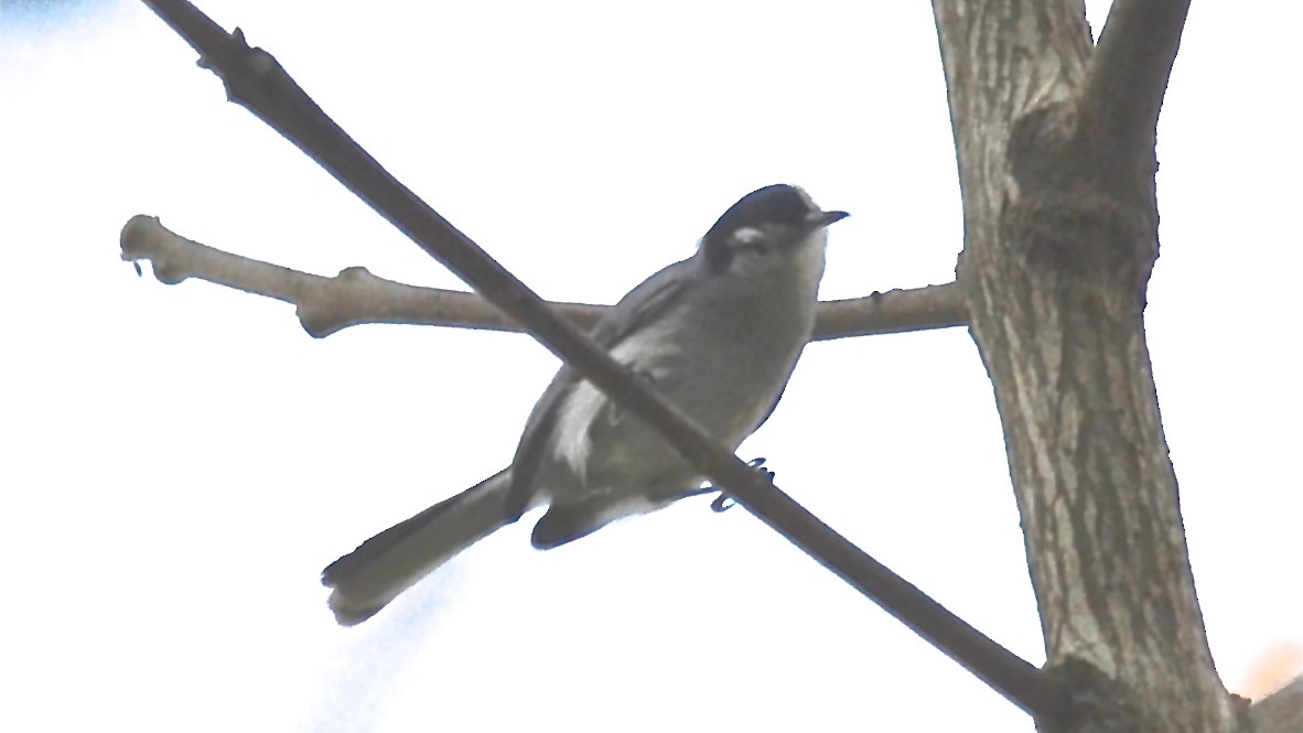 White-browed Gnatcatcher - ML647690861