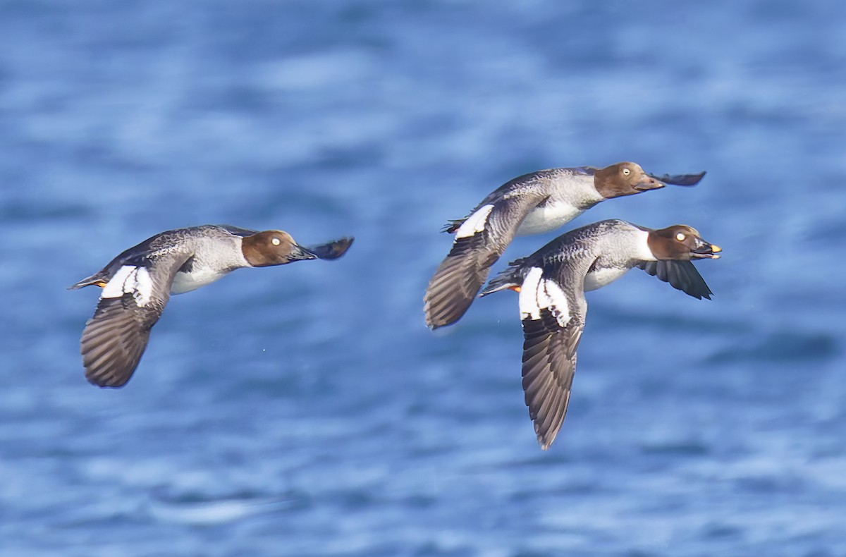 Исландский гоголь - ML647690875