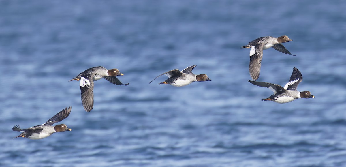 Исландский гоголь - ML647690877