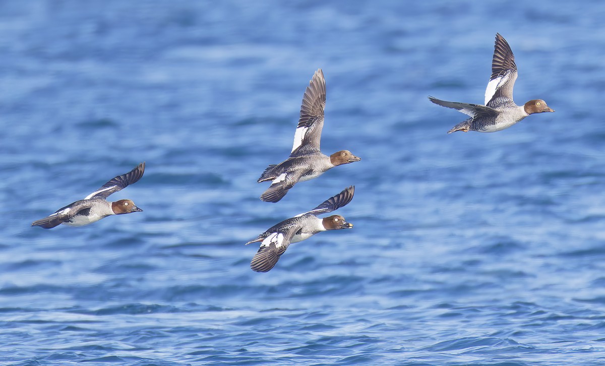 Исландский гоголь - ML647690878