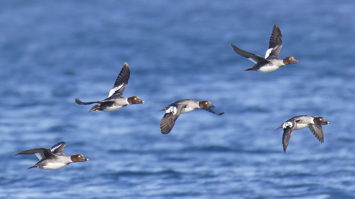 Исландский гоголь - ML647690879