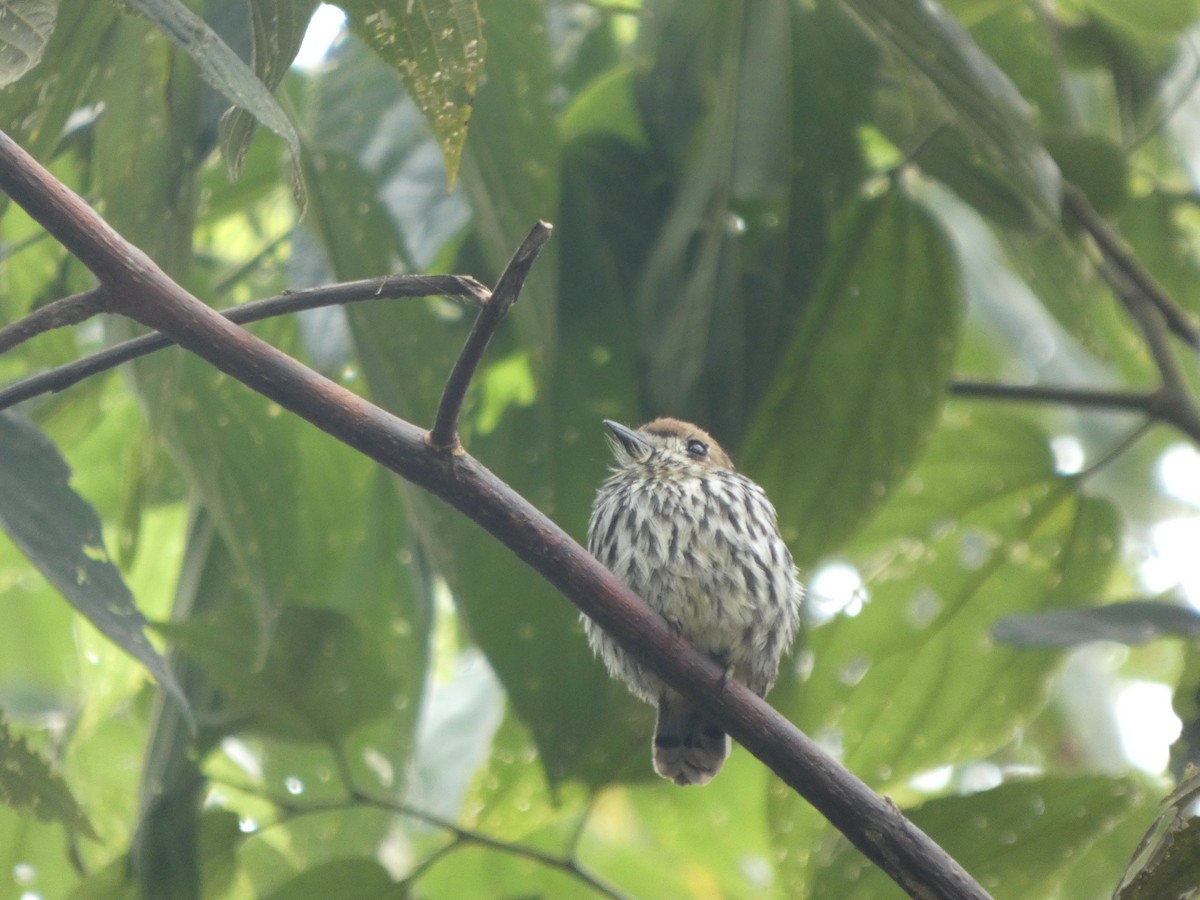 Ok Desenli Keşişkuşu - ML647690913