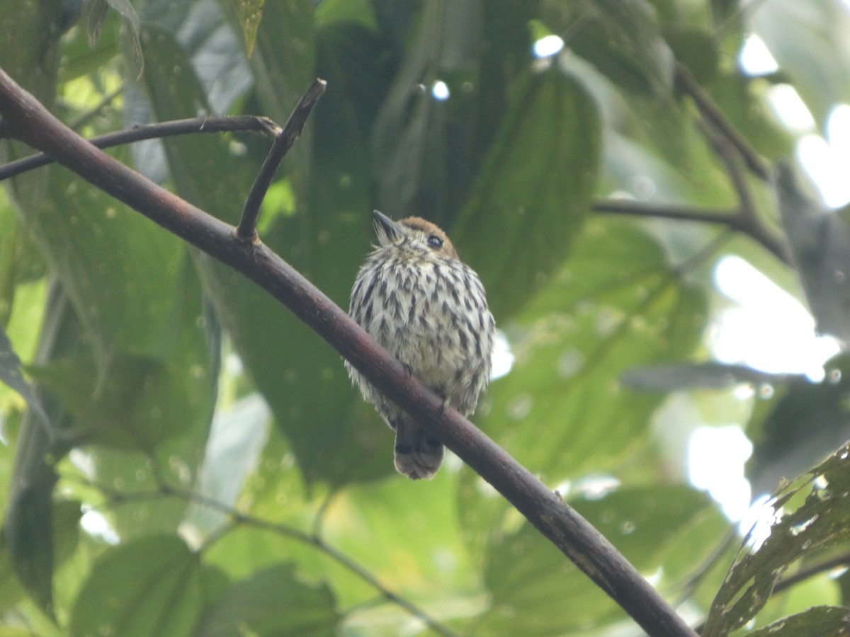 Ok Desenli Keşişkuşu - ML647690914