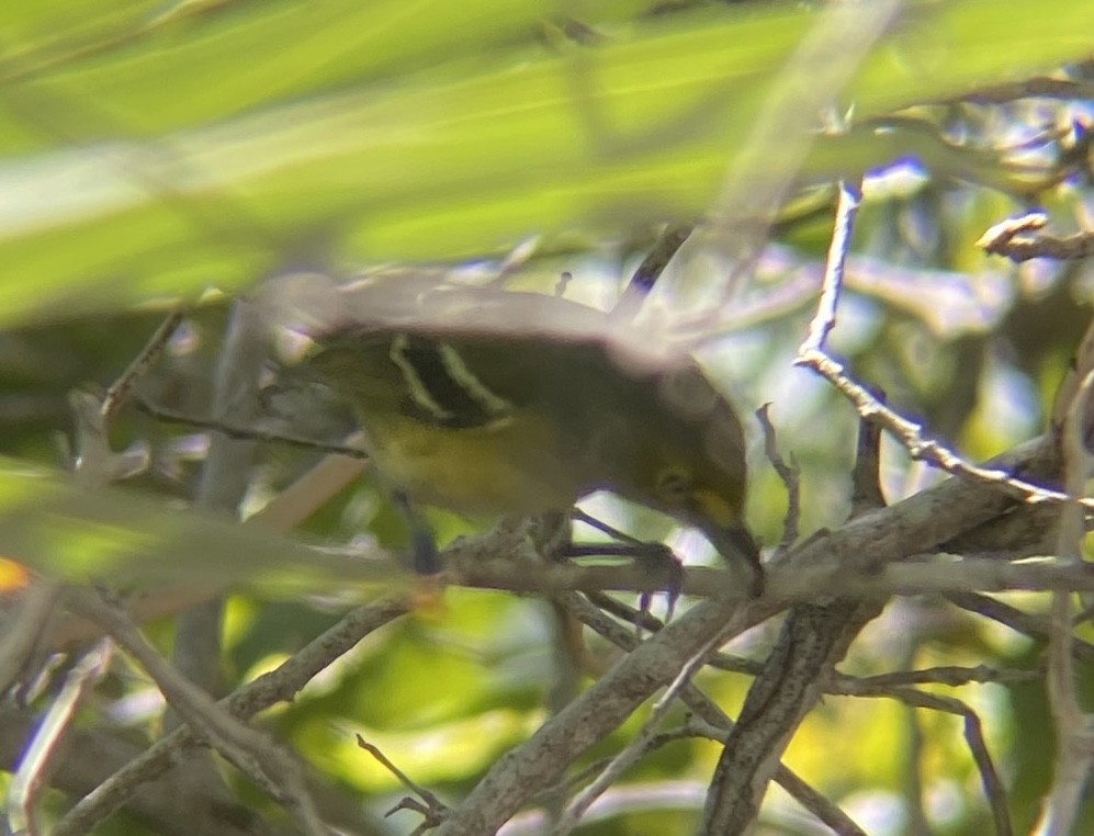 Weißaugenvireo - ML647690924