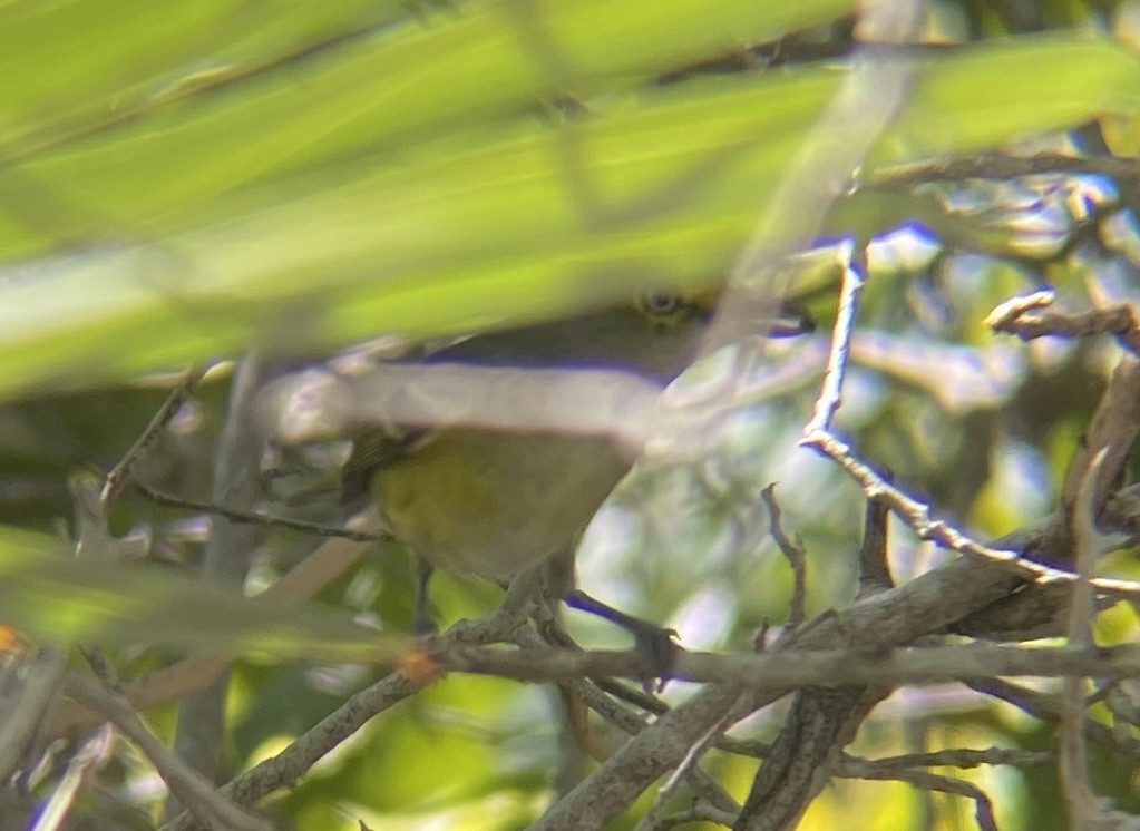 Weißaugenvireo - ML647690925