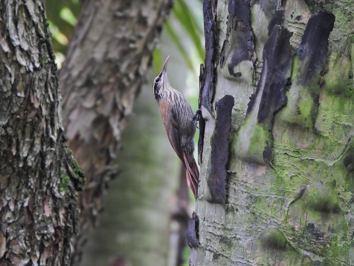 Dar Gagalı Tırmaşık - ML647690927