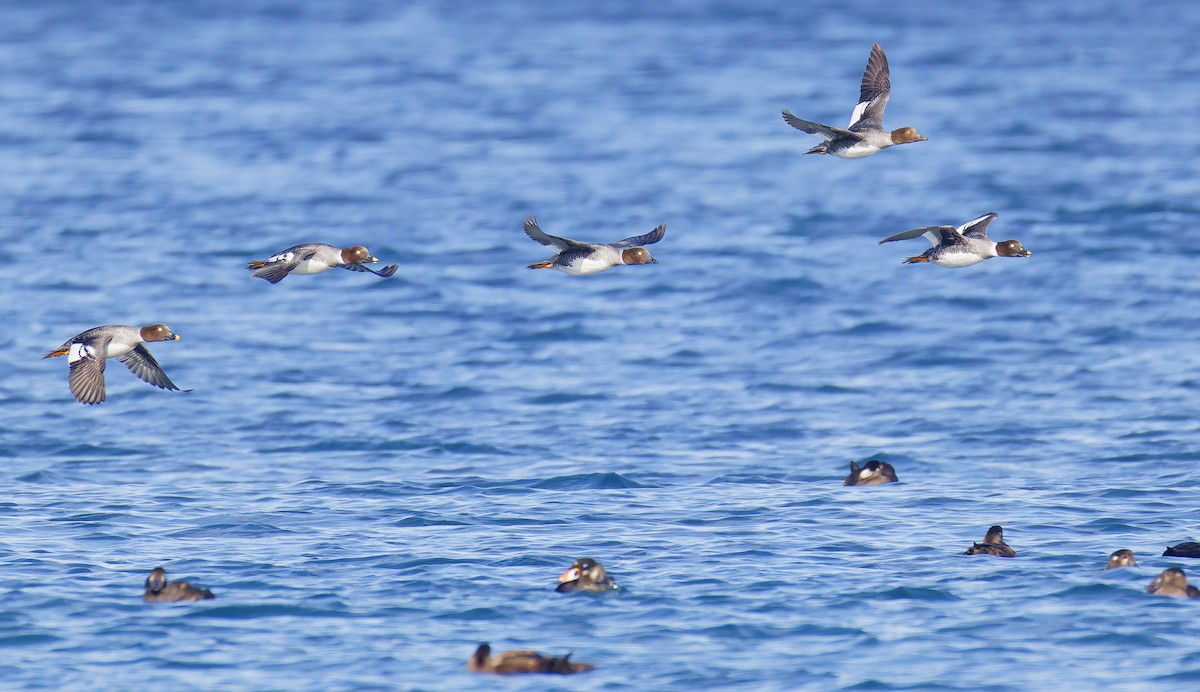 Altıngöz - ML647690929