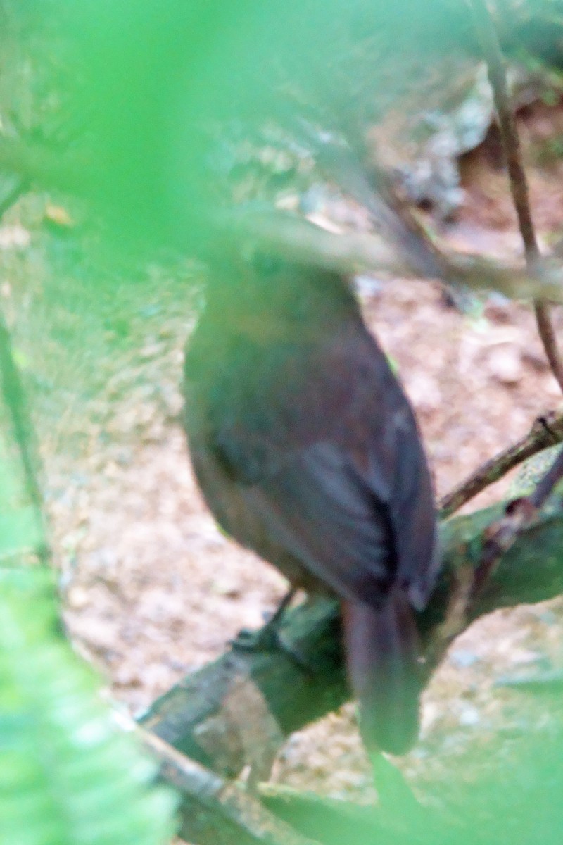 Seylan Islıkçı Bülbülü - ML647690930