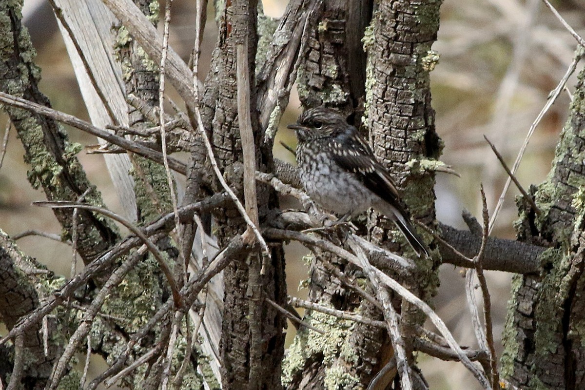 Kara Başlı Bülbül - ML647690932