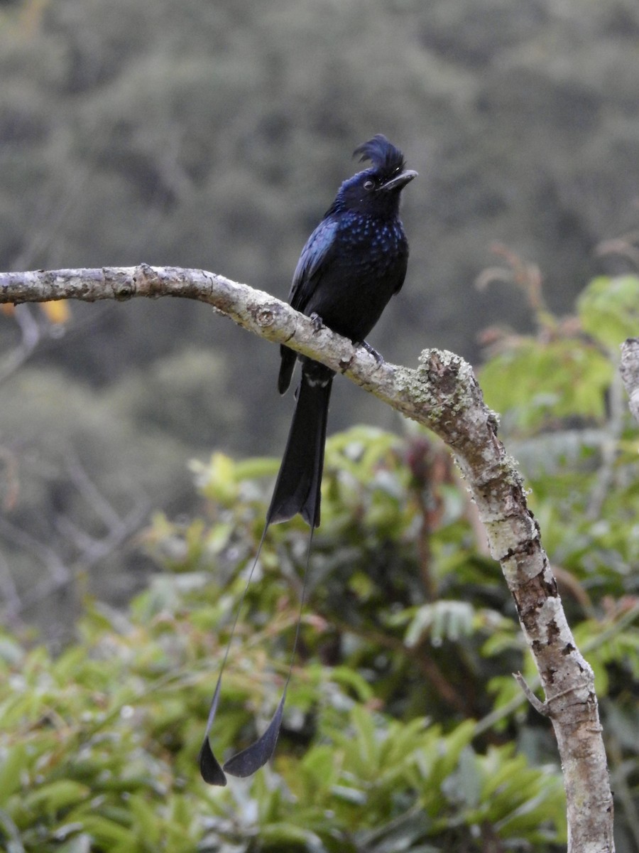 Büyük Raket Kuyruklu Drongo - ML647690933