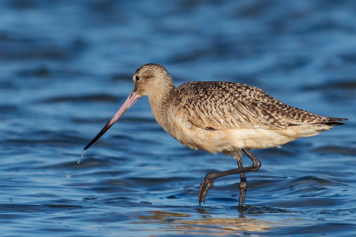 Boz Düdükçün - ML647690934