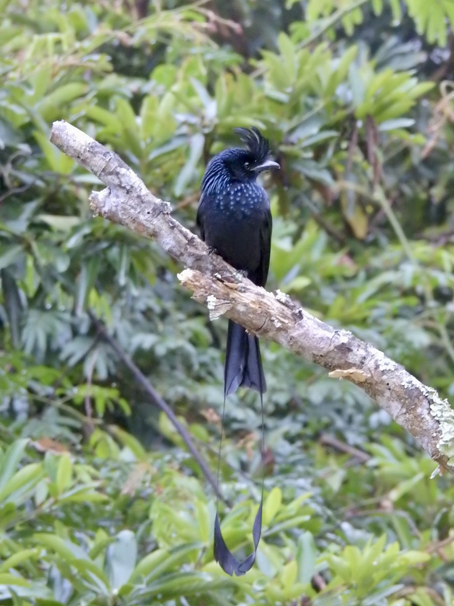 Büyük Raket Kuyruklu Drongo - ML647690935