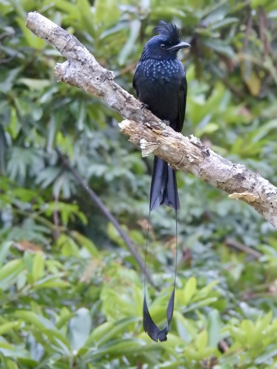 Büyük Raket Kuyruklu Drongo - ML647690936