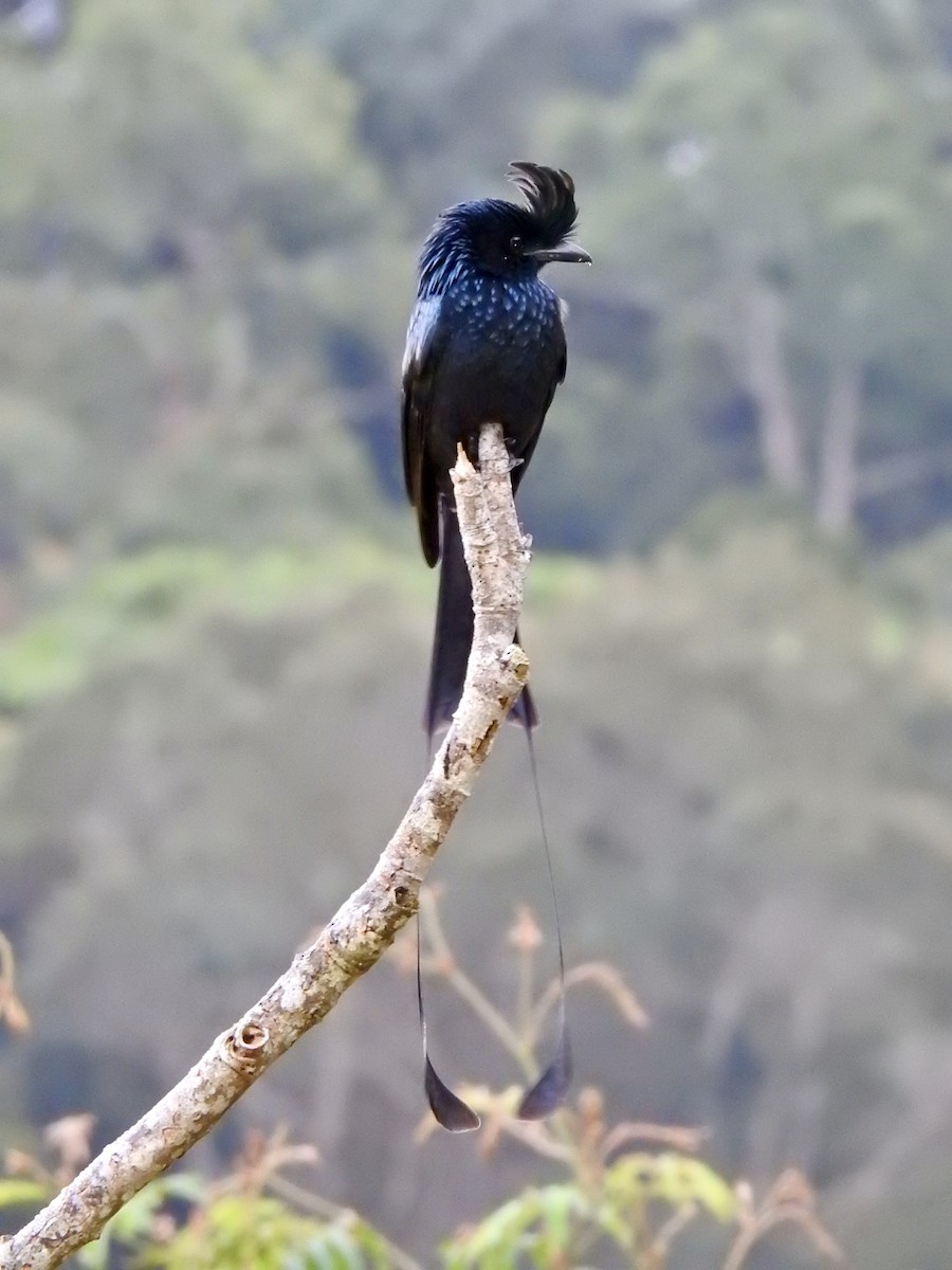 Büyük Raket Kuyruklu Drongo - ML647690937