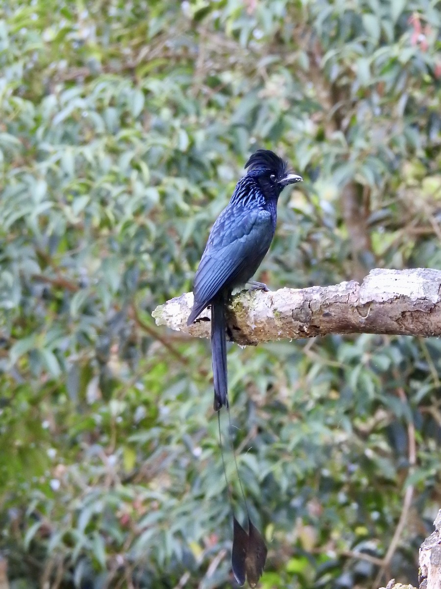 Büyük Raket Kuyruklu Drongo - ML647690938