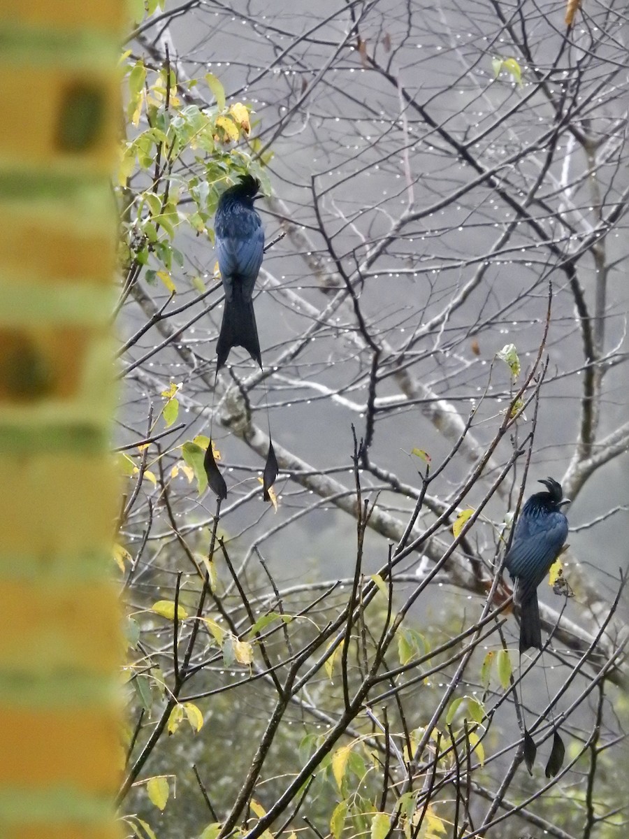 Büyük Raket Kuyruklu Drongo - ML647690939