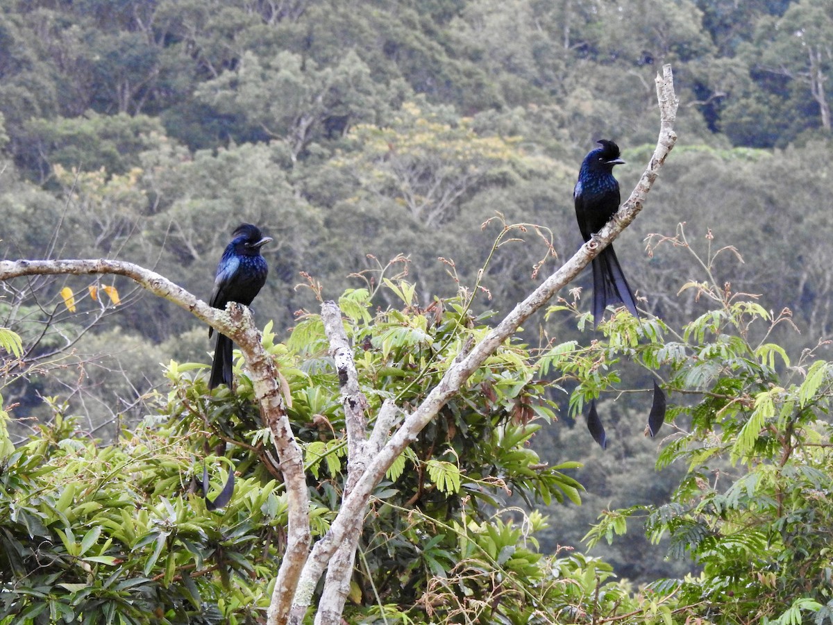 Büyük Raket Kuyruklu Drongo - ML647690941