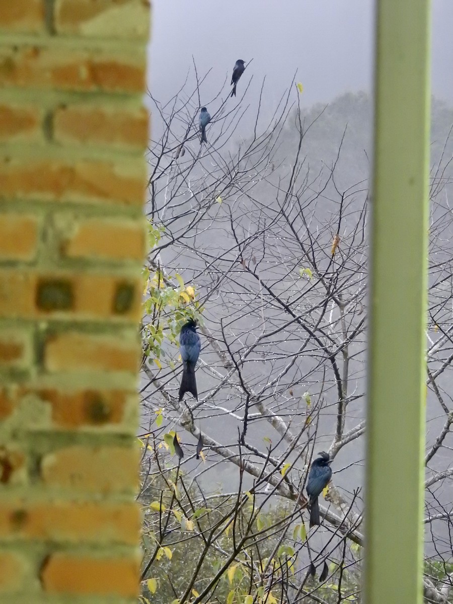 Büyük Raket Kuyruklu Drongo - ML647690942