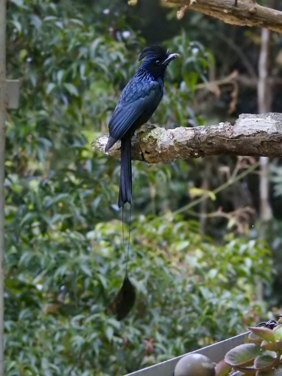 Büyük Raket Kuyruklu Drongo - ML647690943