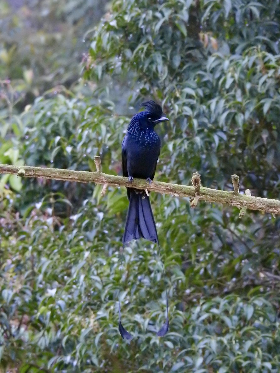 Büyük Raket Kuyruklu Drongo - ML647690944