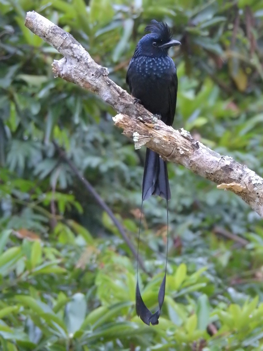 Büyük Raket Kuyruklu Drongo - ML647690945