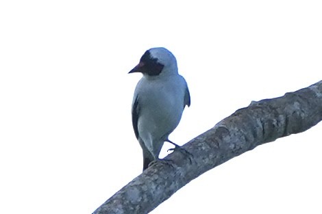 Maskeli Titira - ML647690946