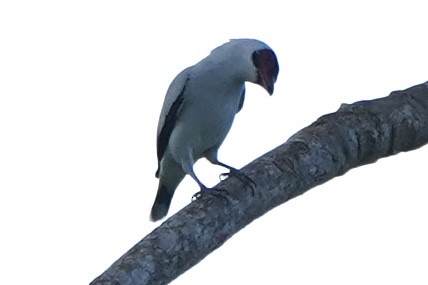 Maskeli Titira - ML647690947