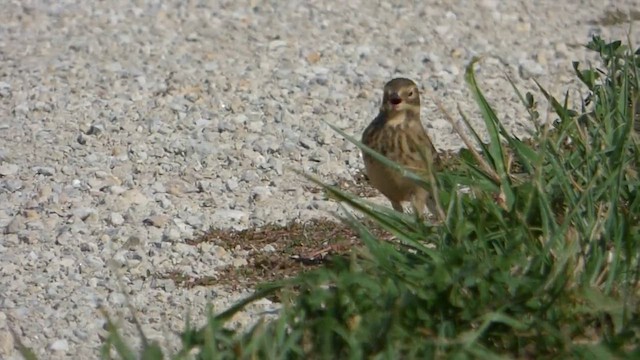 Spioncello del Pacifico - ML647690948