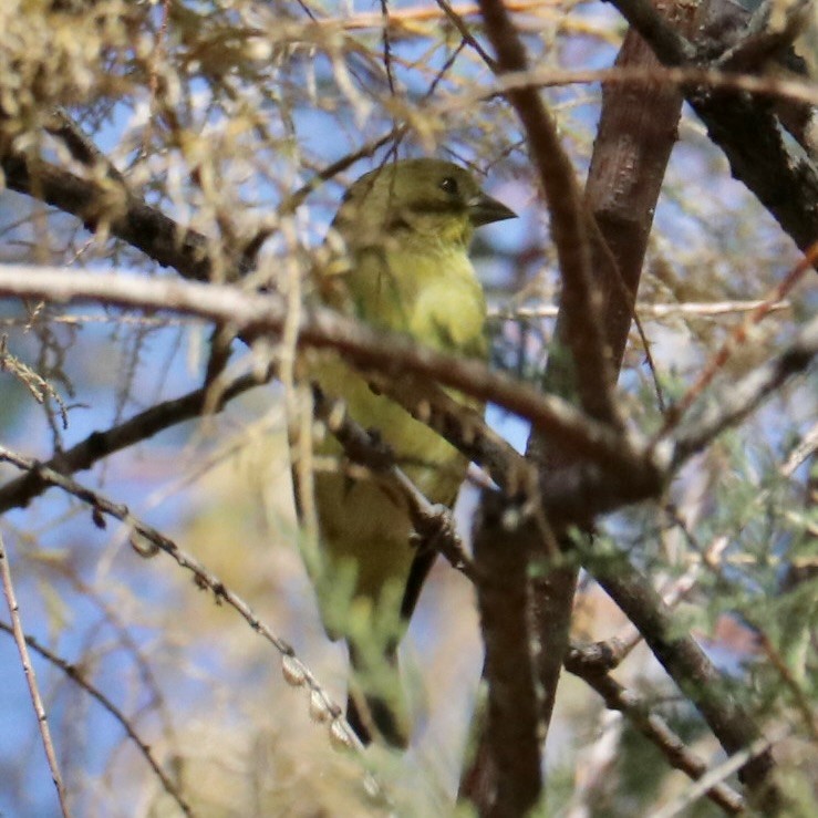 Sarı-Siyah İskete - ML647690951