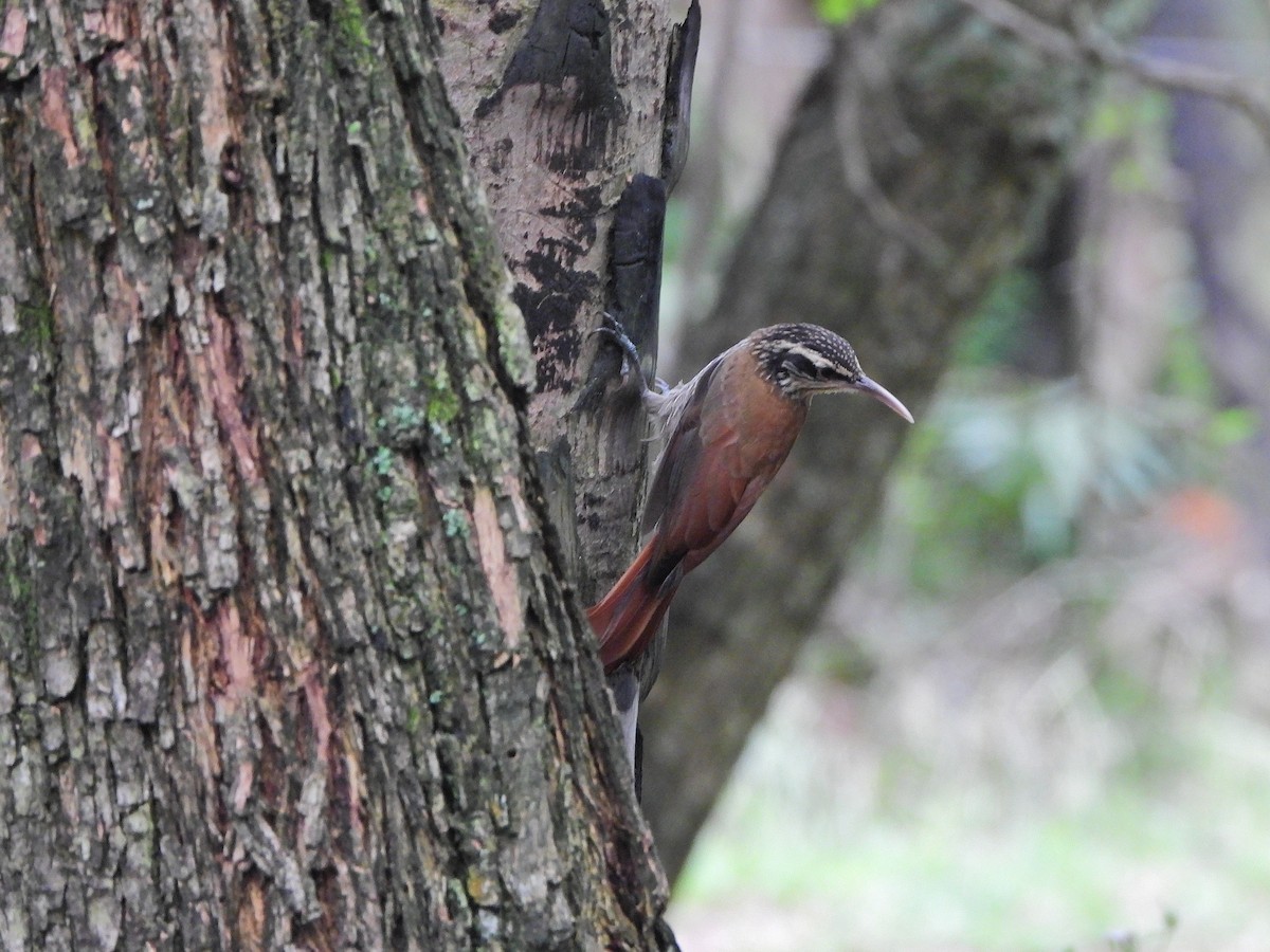 Dar Gagalı Tırmaşık - ML647690952