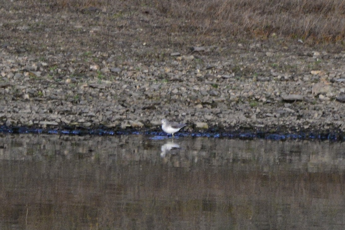 Yeşilbacak - ML647690953