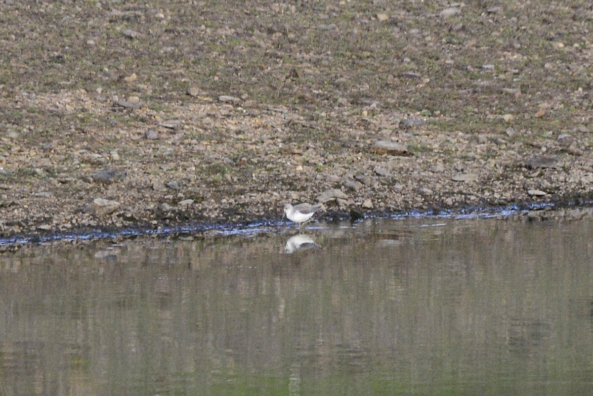 Yeşilbacak - ML647690954