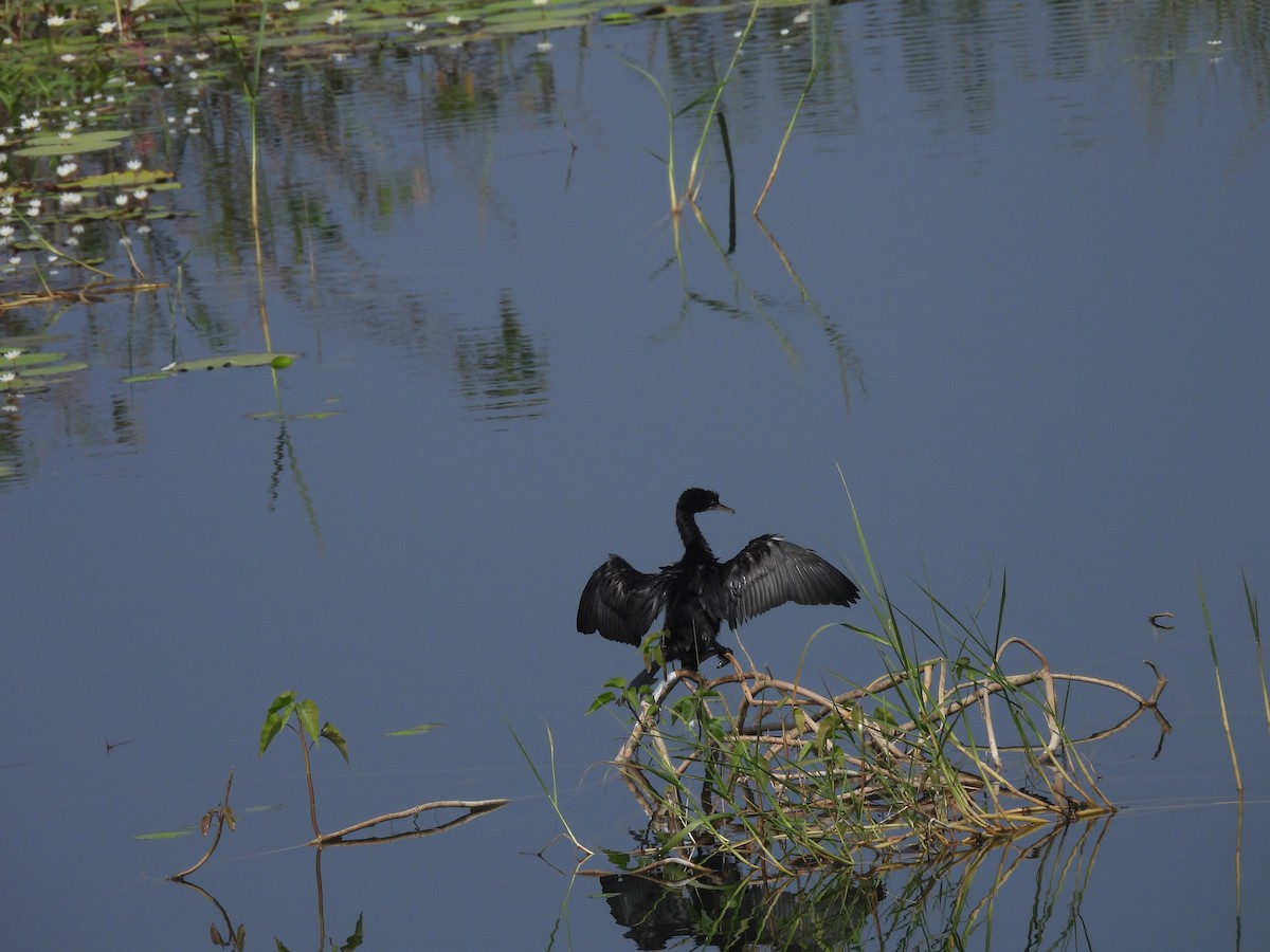 Hint Karabatağı - ML647690957