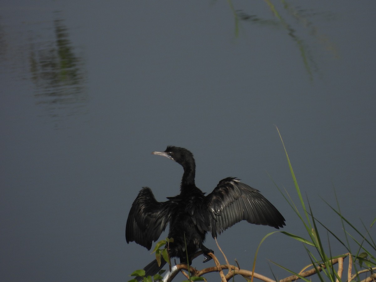 Hint Karabatağı - ML647690958