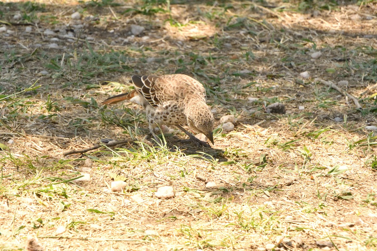 Kızıl Kuyruklu Dokumacı - ML647690961