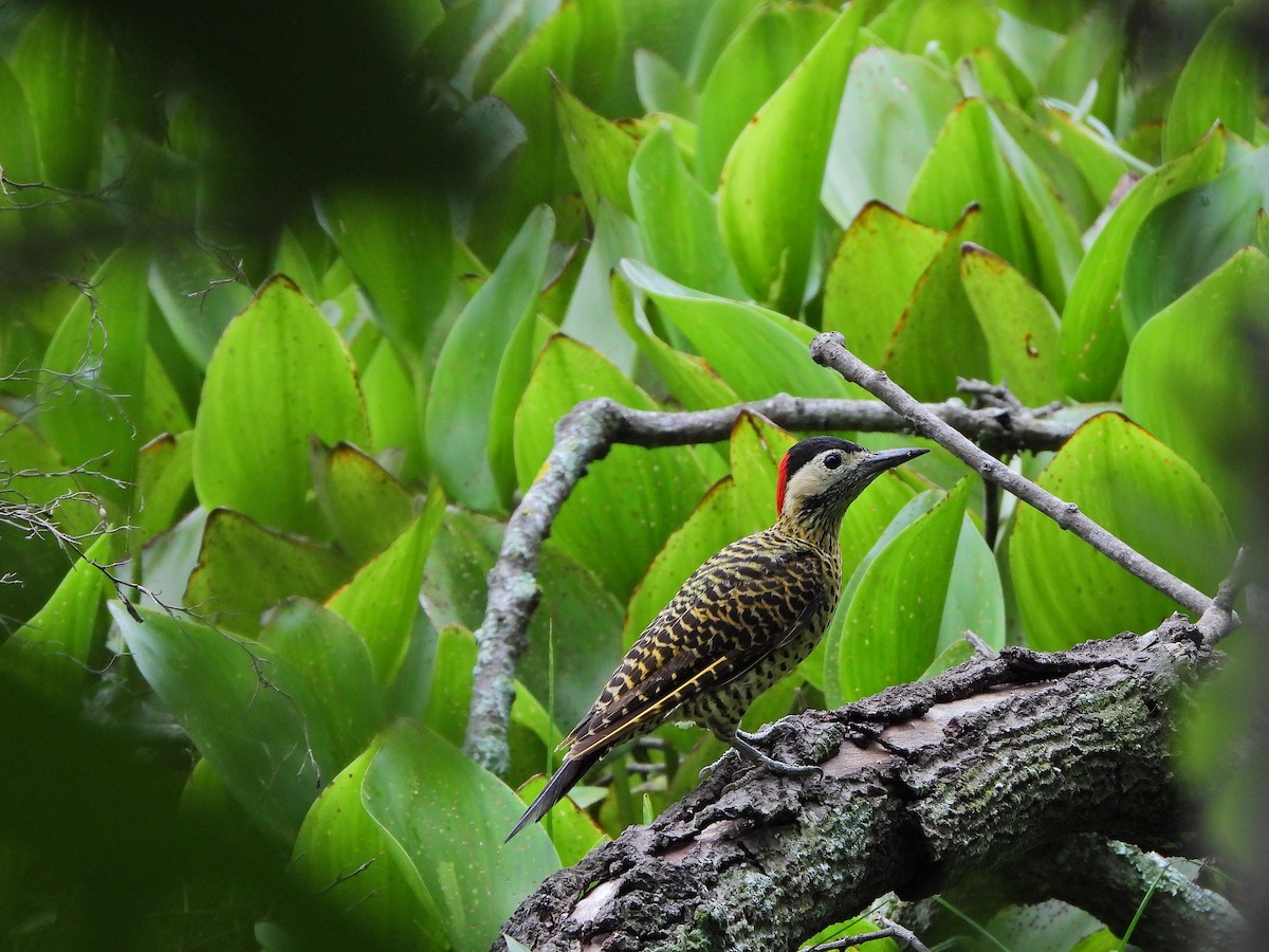 Черноусый дятел - ML647690972