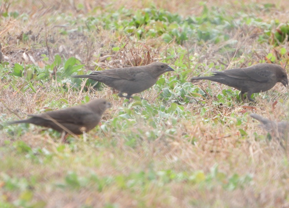 Brown-headed Cowbird - ML647690996