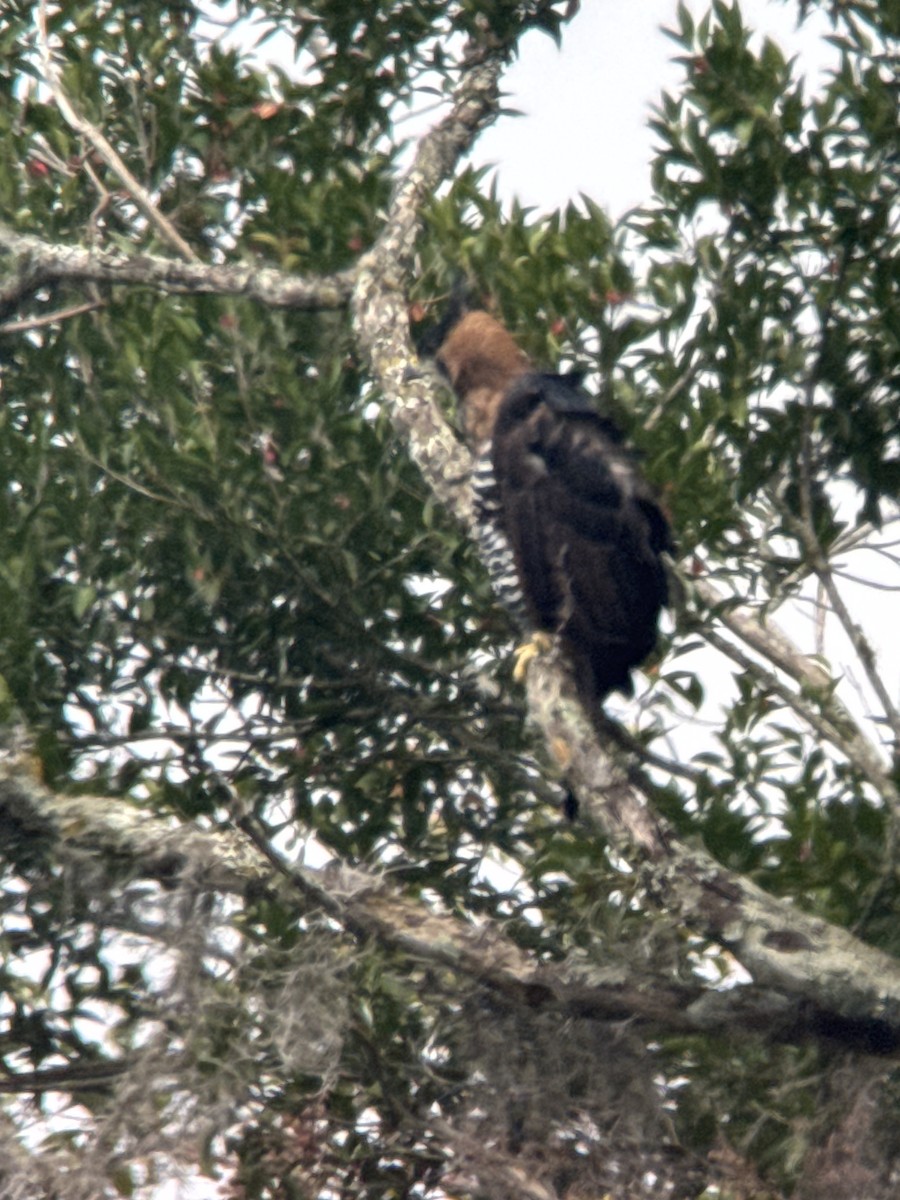 orel zdobený - ML647690998