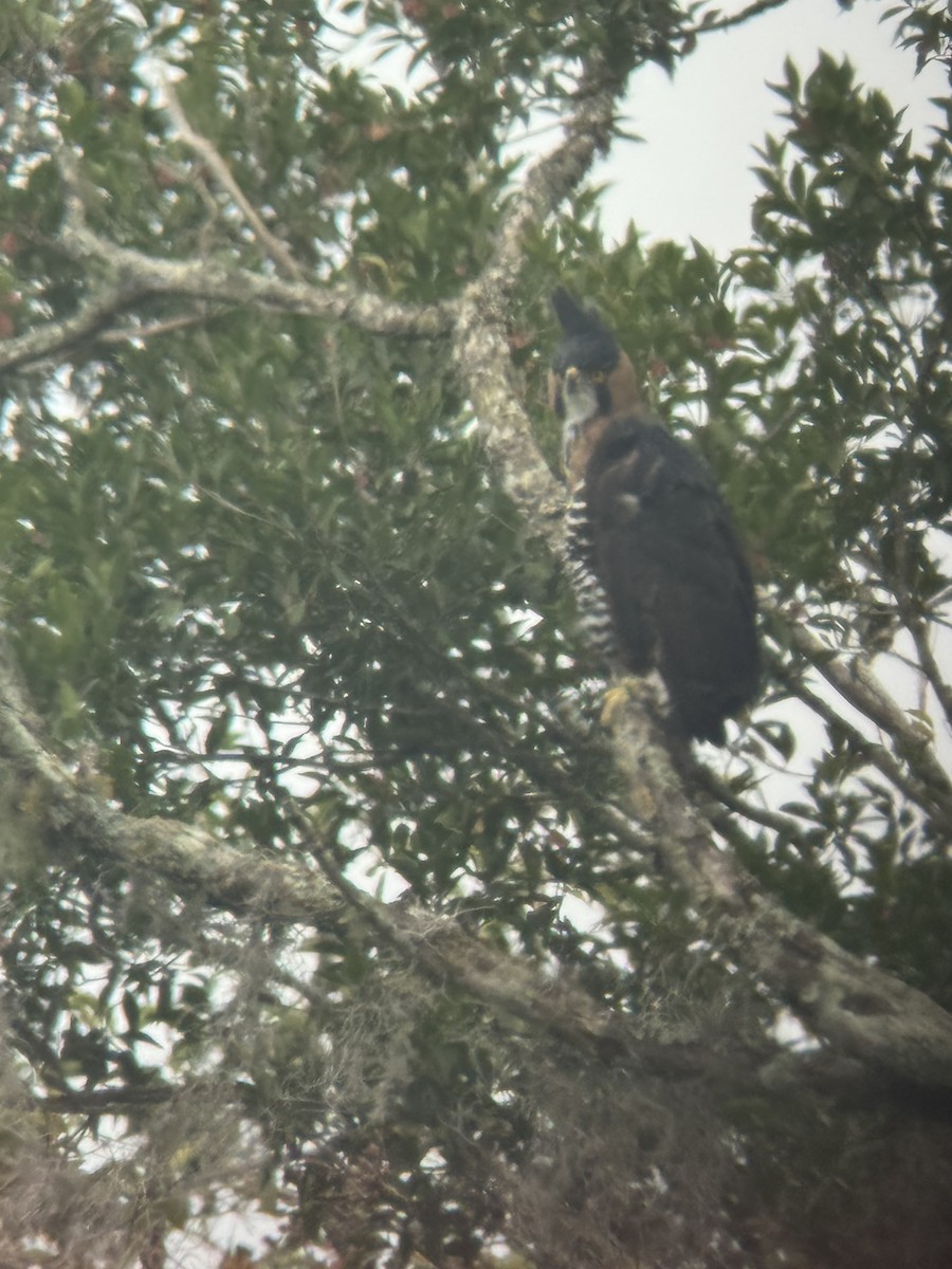 orel zdobený - ML647690999