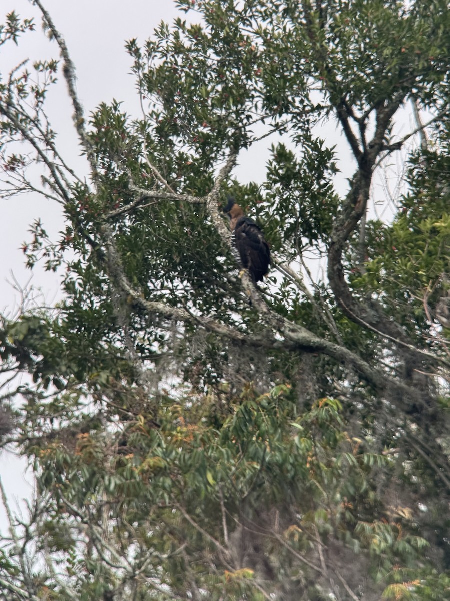 orel zdobený - ML647691000